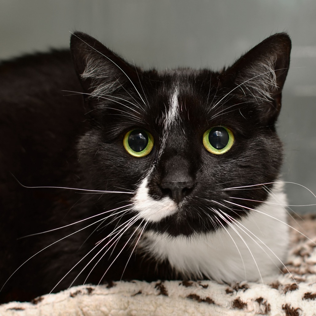Shelter Stray Female Cat last seen , 3173 K-68 Hwy, Ottawa, KS 66067, USA