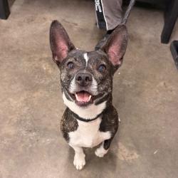 Shelter Stray Male Dog last seen , 3607 N Armenia Ave, Tampa, FL 33607, USA