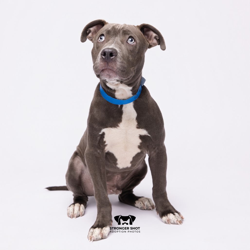 Shelter Stray Male Dog last seen , 3607 N Armenia Ave, Tampa, FL 33607, USA