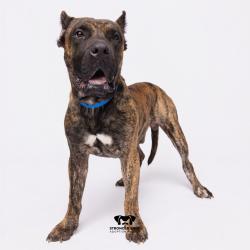 Shelter Stray Male Dog last seen , 3607 N Armenia Ave, Tampa, FL 33607, USA