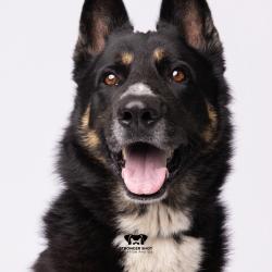 Shelter Stray Male Dog last seen , 3607 N Armenia Ave, Tampa, FL 33607, USA