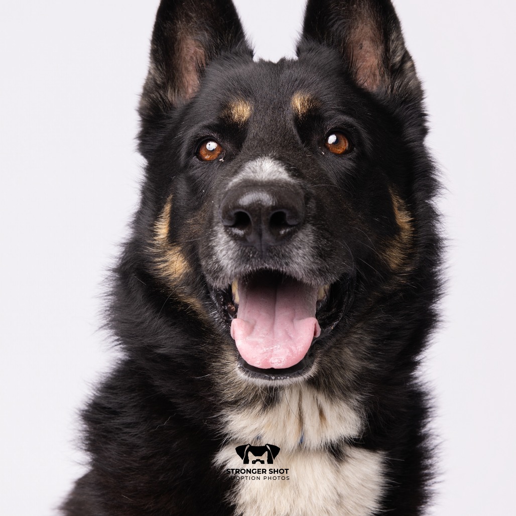 Shelter Stray Male Dog last seen , 3607 N Armenia Ave, Tampa, FL 33607, USA