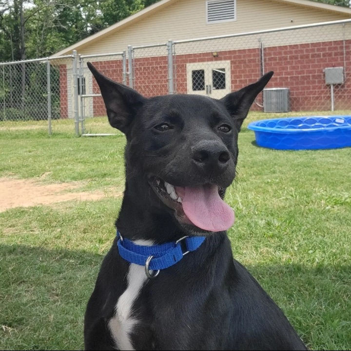 Shelter Stray Male Dog last seen , 2951 S 1st St, Cabot, AR 72023, USA