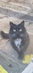 Lost Female Cat last seen Nw5 4qy, Greater London, England 