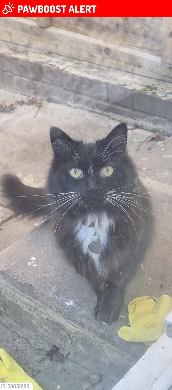 Lost Female Cat last seen Nw5 4qy, Greater London, England 
