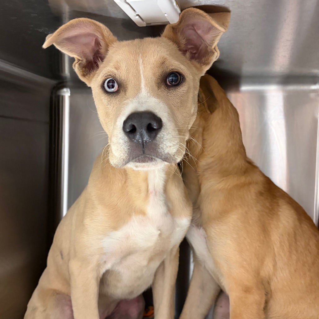 Shelter Stray Male Dog last seen , 4500 N Access Rd, Chattanooga, TN 37415, USA