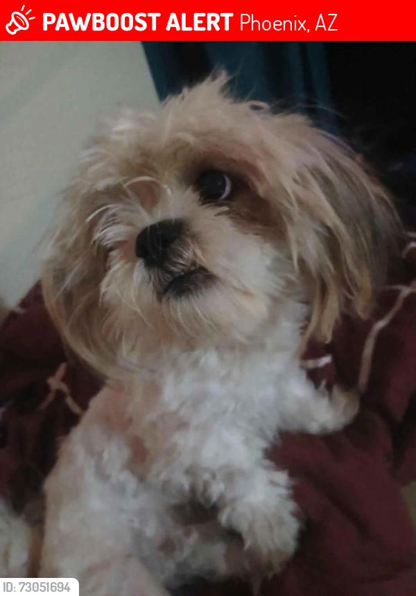 Lost Male Dog last seen 67th ave and Thomas Rd, Phoenix, AZ 85033