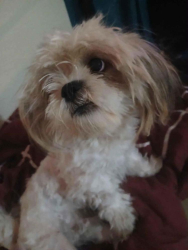 Lost Male Dog last seen 67th ave and Thomas Rd, Phoenix, AZ 85033
