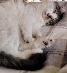 Lost Female Cat last seen She wscapemmy backyard, Albuquerque, NM 87114