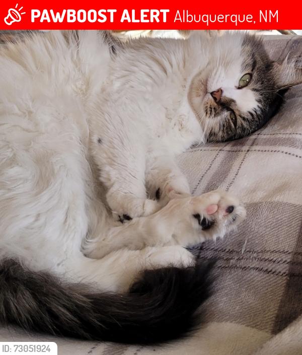 Lost Female Cat last seen She wscapemmy backyard, Albuquerque, NM 87114