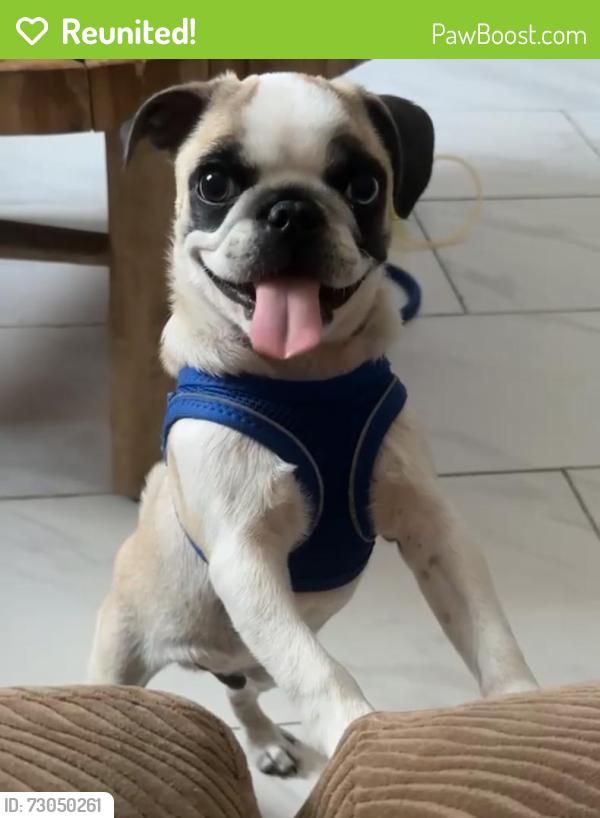 Reunited Male Dog last seen Baseline , San Bernardino, CA 92411