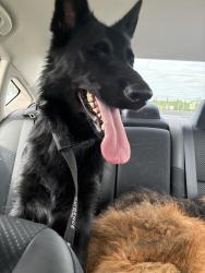 Reunited Female Dog last seen Harmony Rd and Ogletown Stanton rd, Newark, DE 19713