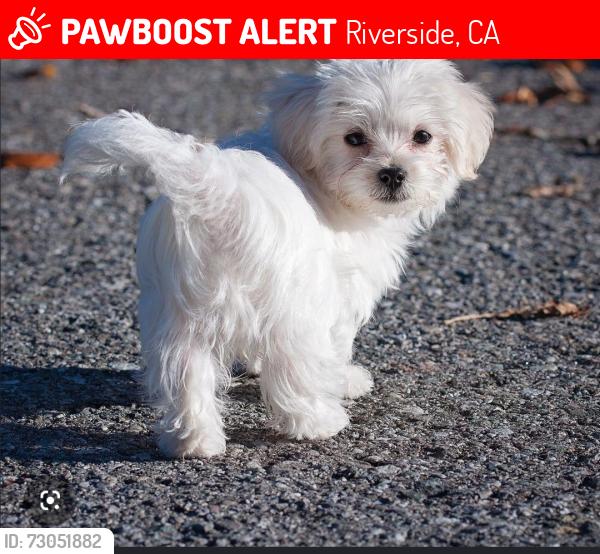 Lost Female Dog last seen Gardenridge Ct, Riverside, CA 92505