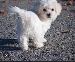 Lost Female Dog last seen Gardenridge Ct, Riverside, CA 92505