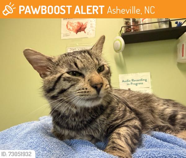 Found/Stray Male Cat last seen In the Oakley neighborhood of Asheville, Asheville, NC 28803