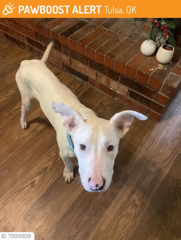 Found/Stray Male Cat last seen 61st and Memorial, Tulsa, OK 74133