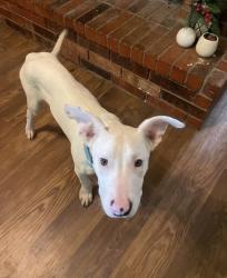 Found/Stray Male Cat last seen 61st and Memorial, Tulsa, OK 74133