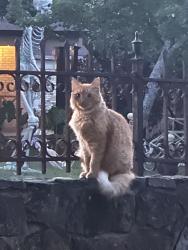 Lost Female Cat last seen Chilton & lindsey ln, Tyler, TX 75701
