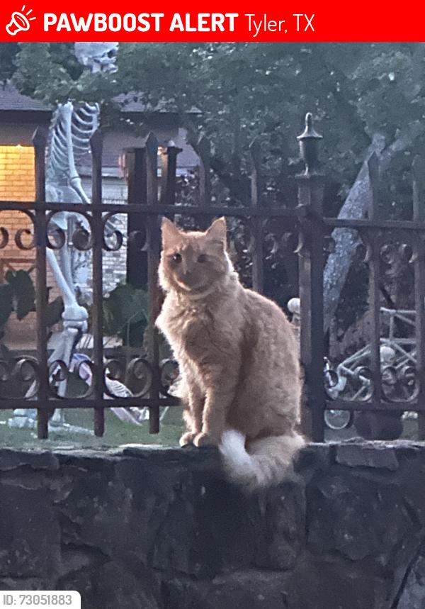 Lost Female Cat last seen Chilton & lindsey ln, Tyler, TX 75701