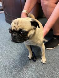 Found/Stray Female Dog last seen N 31st st, National City, CA, National City, CA 91950