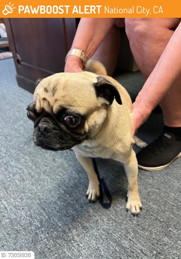 Found/Stray Female Dog last seen N 31st st, National City, CA, National City, CA 91950
