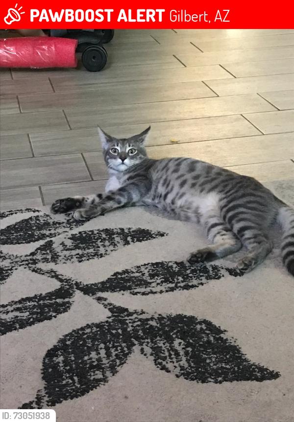 Lost Female Cat last seen Cooper, Elliot, Gilbert, AZ 85233