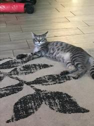 Lost Female Cat last seen Cooper, Elliot, Gilbert, AZ 85233
