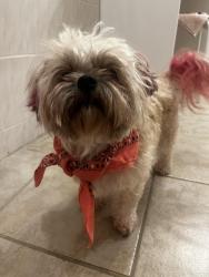 Found/Stray Female Dog last seen 46th and kingsessing, Philadelphia, PA 19143