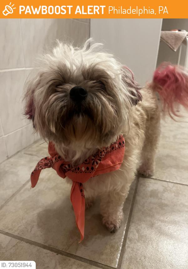 Found/Stray Female Dog last seen 46th and kingsessing, Philadelphia, PA 19143