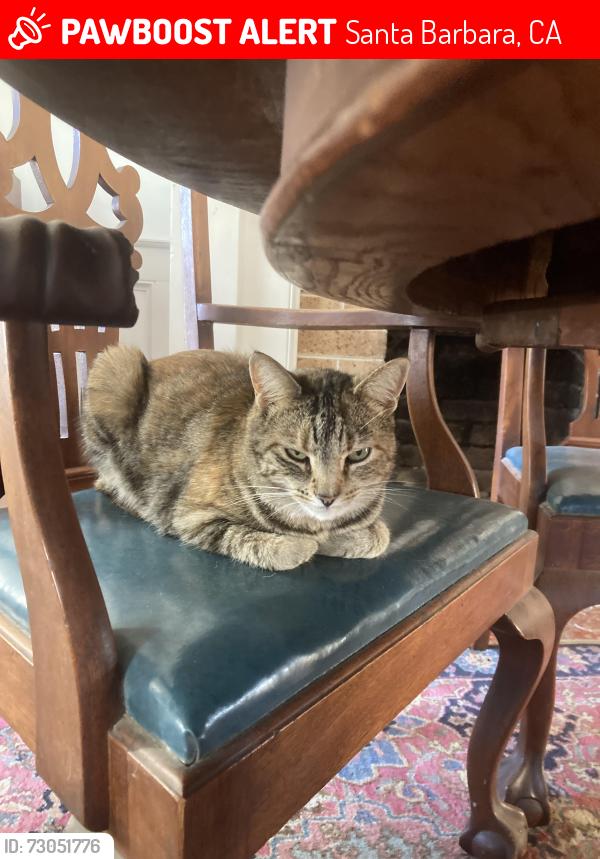Lost Female Cat last seen Laguna, Santa Barbara, CA 93103