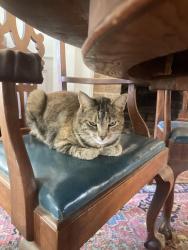Lost Female Cat last seen Laguna, Santa Barbara, CA 93103
