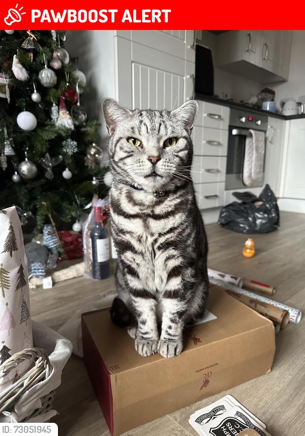Lost Male Cat last seen Western way Sandy , Central Bedfordshire, England SG19