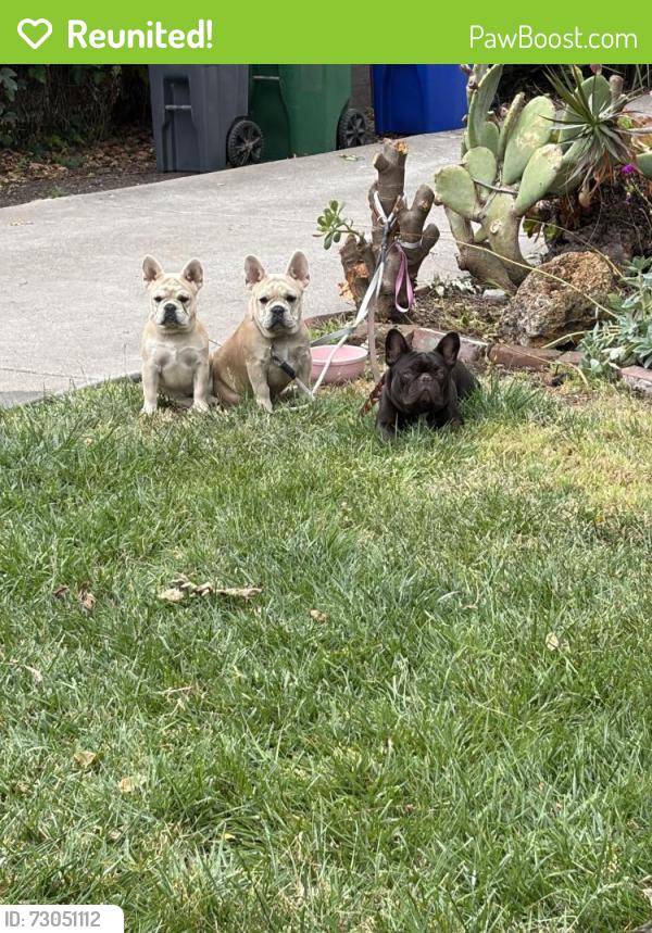 Reunited Female Dog last seen Humboldt and Penniman, Oakland, CA 94602