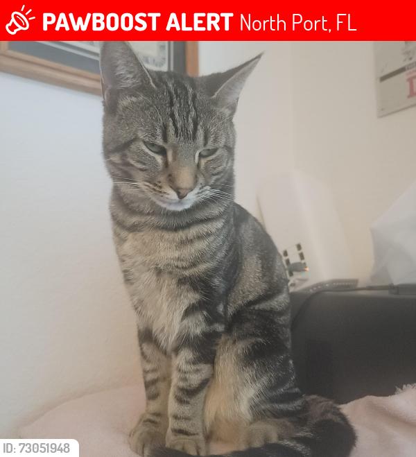 Lost Male Cat last seen San Mateo and Polynesia, North Port, FL 34288