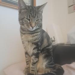 Lost Male Cat last seen San Mateo and Polynesia, North Port, FL 34288