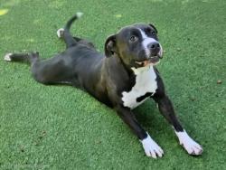 Shelter Stray Female Dog last seen , 14409 Vanowen St, Van Nuys, CA 91405, USA