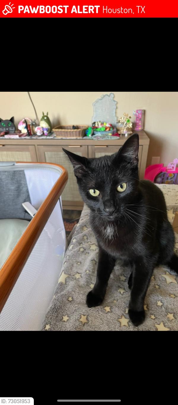 Lost Male Cat last seen Pinemont, Houston, TX 77062