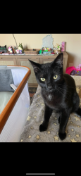 Lost Male Cat last seen Pinemont, Houston, TX 77062