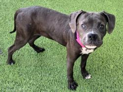 Shelter Stray Female Dog last seen , 14409 Vanowen St, Van Nuys, CA 91405, USA