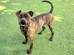 Shelter Stray Male Dog last seen , 14409 Vanowen St, Van Nuys, CA 91405, USA