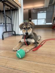 Shelter Stray Female Dog last seen , 14409 Vanowen St, Van Nuys, CA 91405, USA