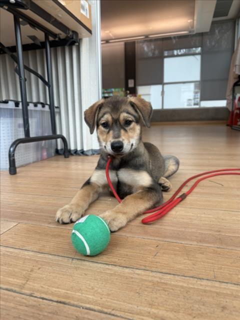 Shelter Stray Female Dog last seen , 14409 Vanowen St, Van Nuys, CA 91405, USA