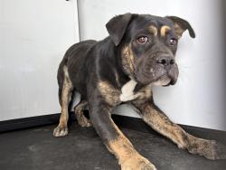 Shelter Stray Female Dog last seen Near BLK WENATCHEE AVE, BAKERSFIELD, CA, 201 S Mt Vernon Ave, Bakersfield, CA 93307, USA