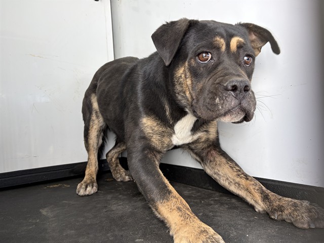 Shelter Stray Female Dog last seen Near BLK WENATCHEE AVE, BAKERSFIELD, CA, 201 S Mt Vernon Ave, Bakersfield, CA 93307, USA