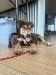 Shelter Stray Male Dog last seen , 14409 Vanowen St, Van Nuys, CA 91405, USA