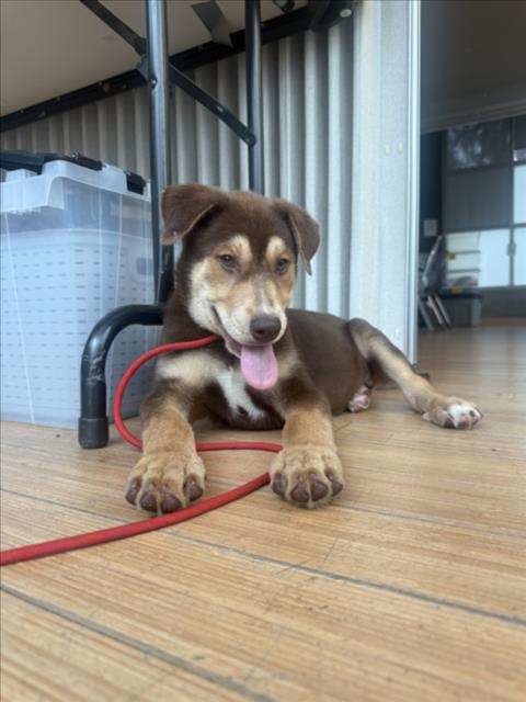 Shelter Stray Male Dog last seen , 14409 Vanowen St, Van Nuys, CA 91405, USA