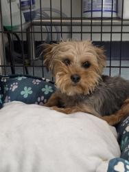 Shelter Stray Female Dog last seen UNKNOWN BAKERSFIELD, 201 S Mt Vernon Ave, Bakersfield, CA 93307, USA