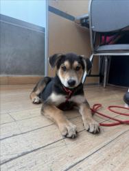 Shelter Stray Female Dog last seen , 14409 Vanowen St, Van Nuys, CA 91405, USA