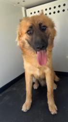 Shelter Stray Male Dog last seen Near BLK B ST, BAKERSFIELD, CA, 201 S Mt Vernon Ave, Bakersfield, CA 93307, USA
