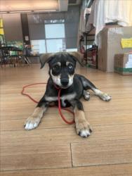 Shelter Stray Male Dog last seen , 14409 Vanowen St, Van Nuys, CA 91405, USA